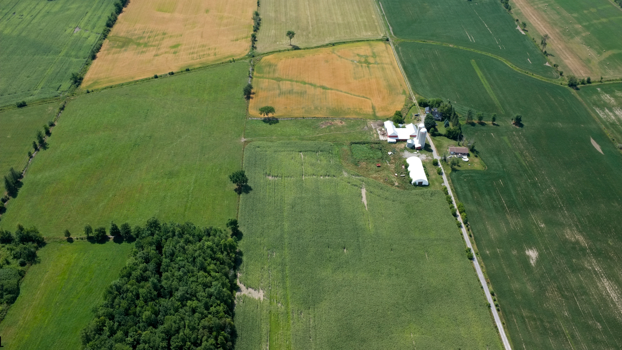 An aerial view of farmland showing visible variation across fields. AI analyzes imagery like this to detect stressed or diseased areas before the damage spreads.