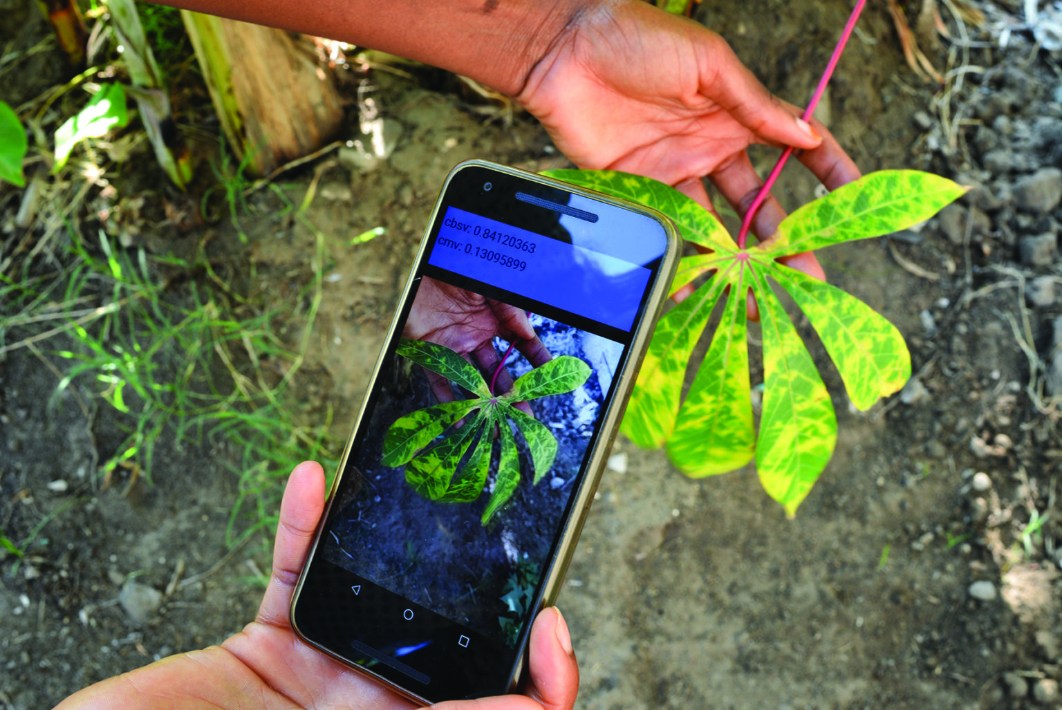 AI-powered crop disease detection using smartphone imaging to identify leaf infections in real time.