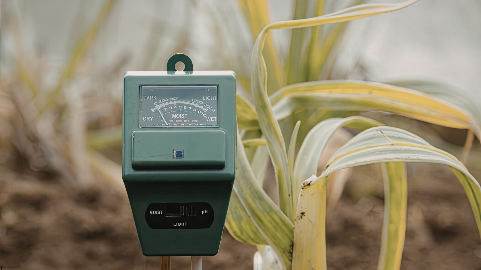 Soil moisture sensors provide real-time data to optimize irrigation.