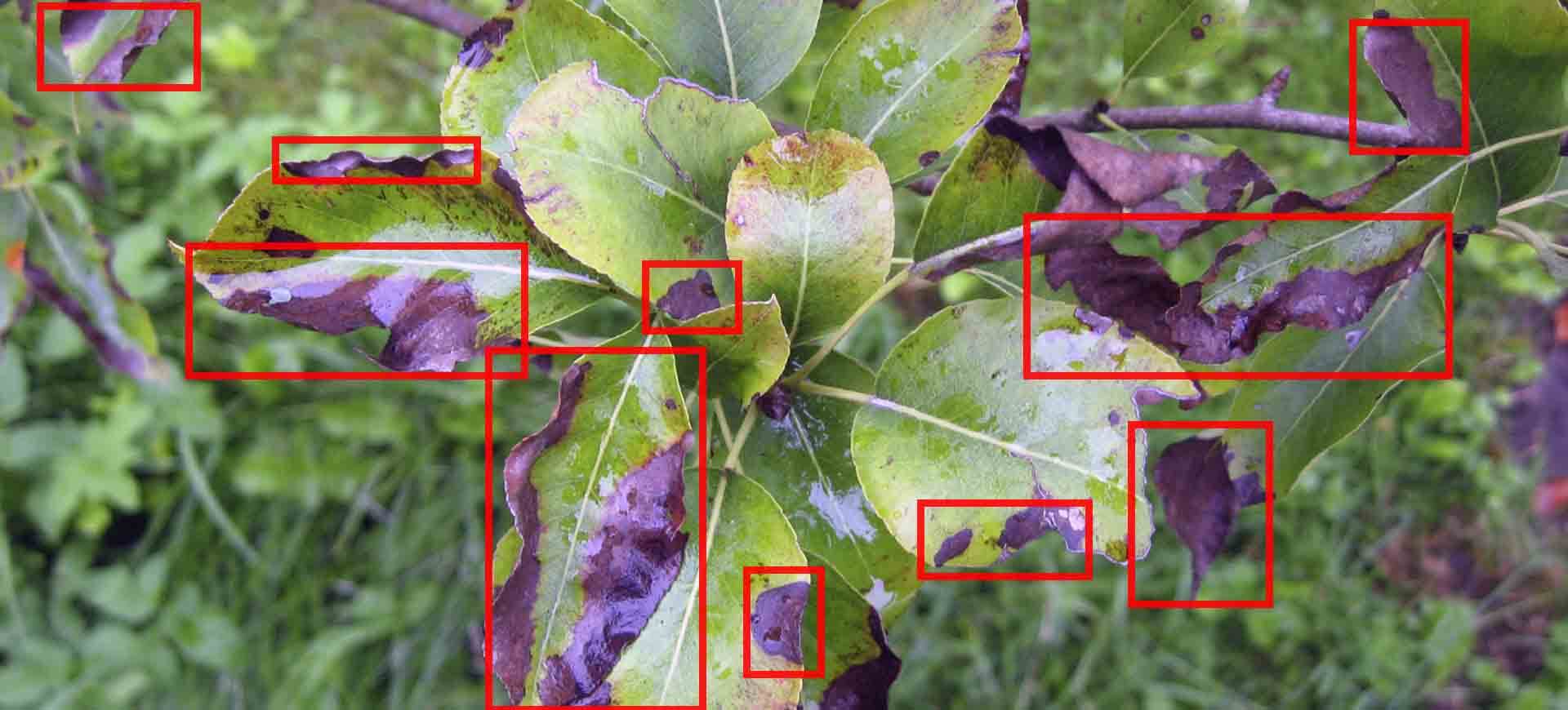 AI detecting crop disease symptoms such as leaf spots and discoloration using computer vision models