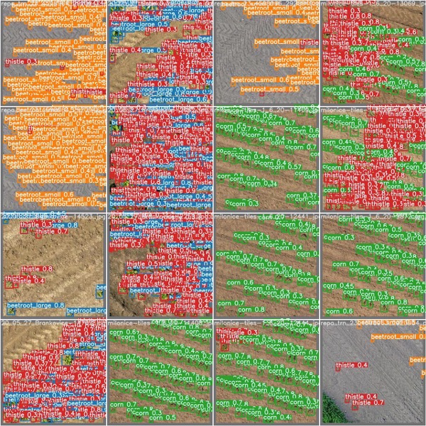 Multi-class detection output showing beetroot (green), maize (blue), and thistle (red) detections in a mixed field tile. The model correctly distinguishes the morphologically similar species across different sizes and densities.