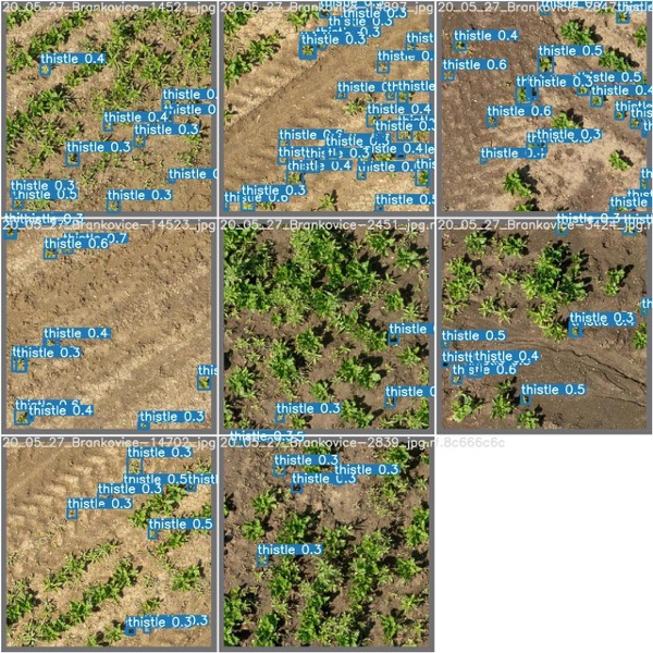 YOLOv5 Large detection output on drone imagery of an arable field. Each bounding box identifies a single plant instance with its class label and confidence score. Thistle weeds (shown in red) are correctly distinguished from the surrounding beetroot crop.