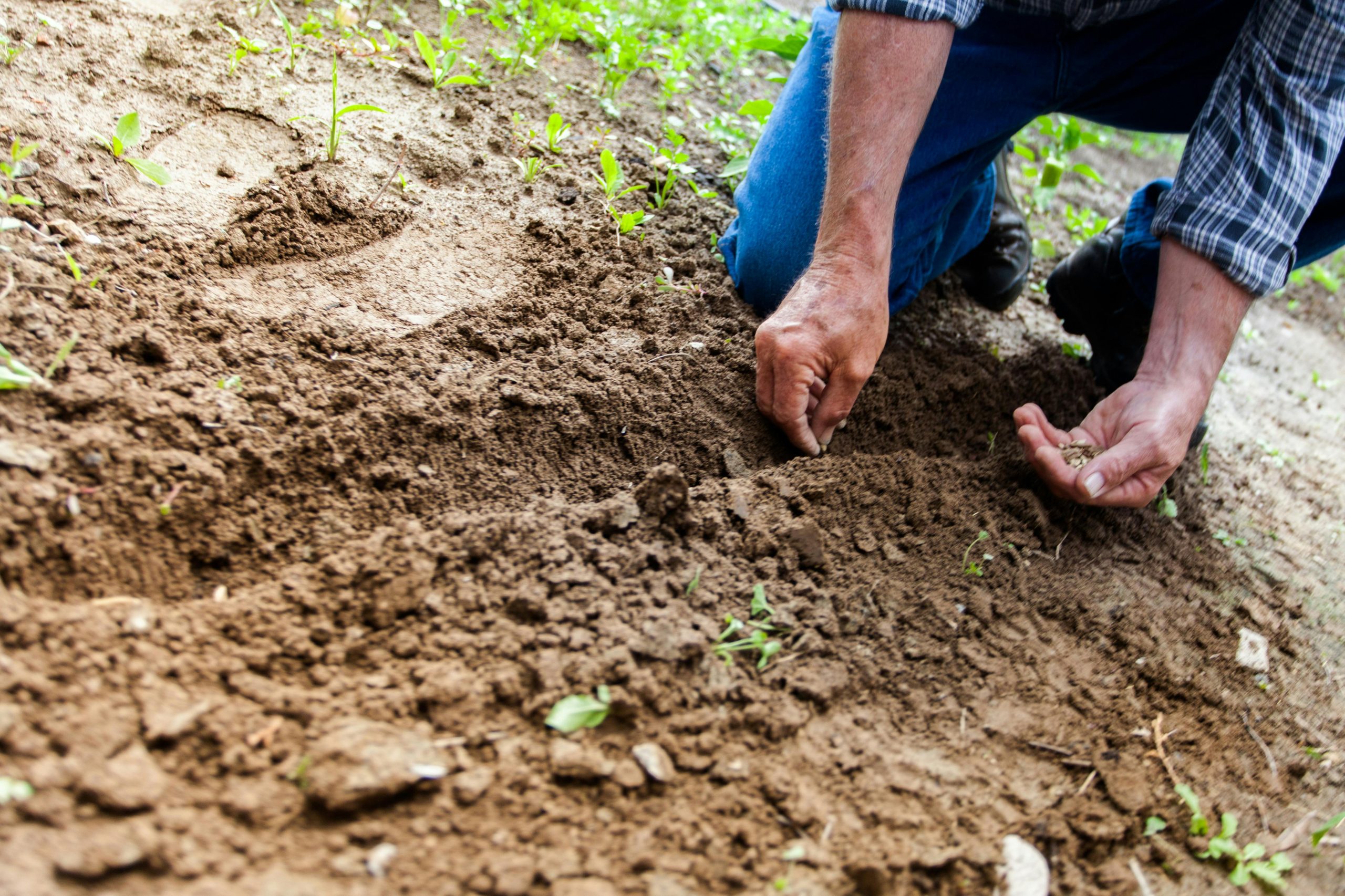 Farmer examining soil by hand in a field, highlighting the challenge of manual soil nutrient assessment